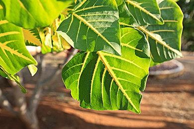 《战地2042》BETA可能9月6日开始